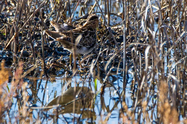 Ortak Snipe, Gallinago Gallinago, Donana Ulusal Parkı 'nda sığ sularda.