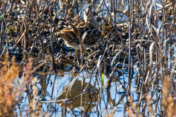 공원의 속에서 리나이고 Common Snipe Gallinago Gallinago — 스톡 사진