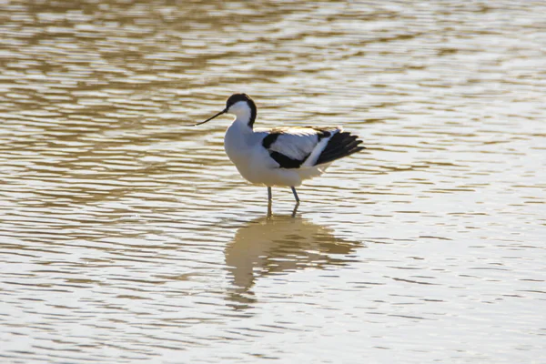 Pied Avocet Recurvirostra Avosetta Bagnach Parku Narodowego Donana Andaluzji Hiszpanii — Zdjęcie stockowe