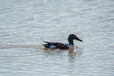 Kuzeyli kürekçi, Anas clypeata, Endülüs, İspanya 'daki Donana Ulusal Parkı' nda.