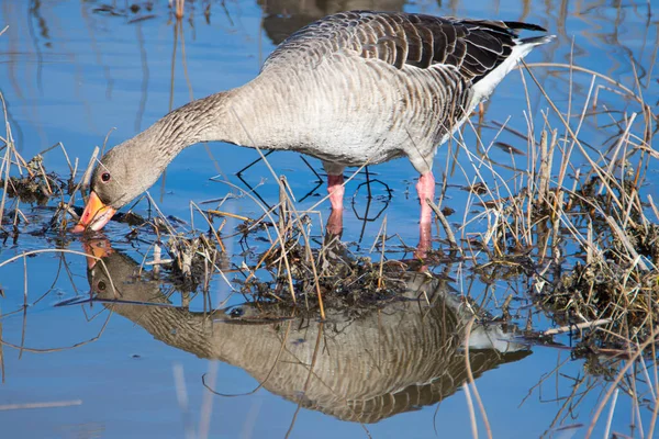 Greylag Goose Anser Anser Grass Natural Reserve National Park Donana — Stock Photo, Image