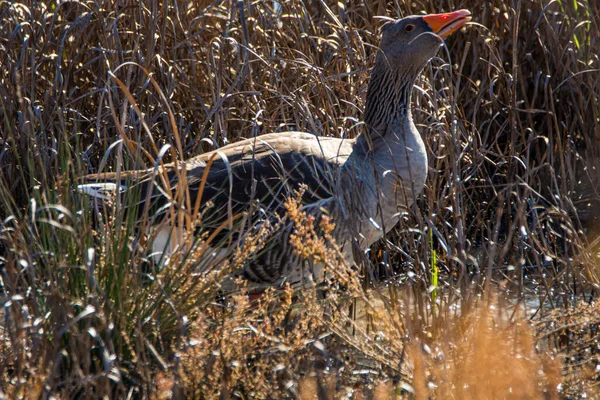 Greylag Goose Anser Anser Grass Natural Reserve National Park Donana — Stock Photo, Image