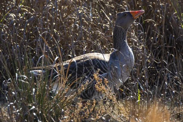 Greylag Goose Anser Anser Grass Natural Reserve National Park Donana — Stock Photo, Image