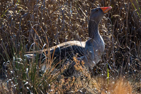 Greylag Goose Anser Anser Grass Natural Reserve National Park Donana — Stock Photo, Image
