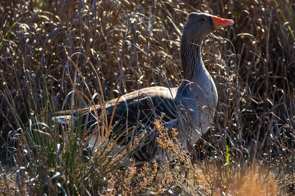 Greylag Goose Anser Anser Grass Natural Reserve National Park Donana — Stock Photo, Image