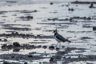 Lapwing, Vanellus Vanellus, ulusal park Donana, Endülüs İspanya.