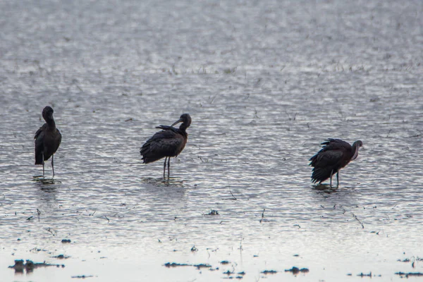 Brillante Ibis Plegadis Falcinellus Las Marismas Del Parque Nacional Donana — Foto de Stock