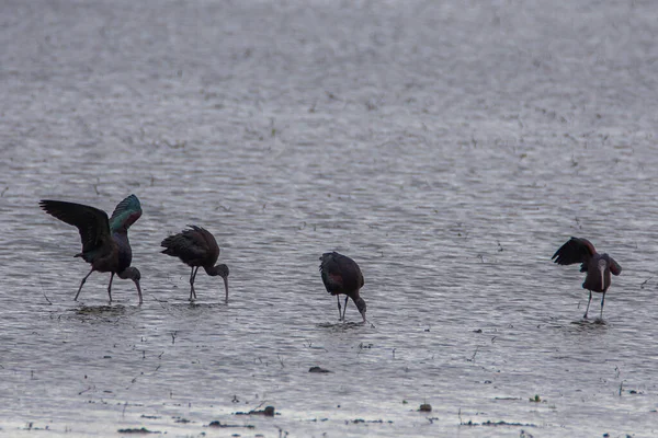 西班牙多纳纳纳国家公园沼泽地中的Glossy Ibis Plegadis Falcinellus — 图库照片