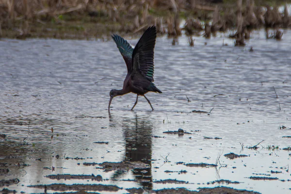 Ibis Brillant Plegadis Falcinellus Dans Les Marais Parc National Donana — Photo