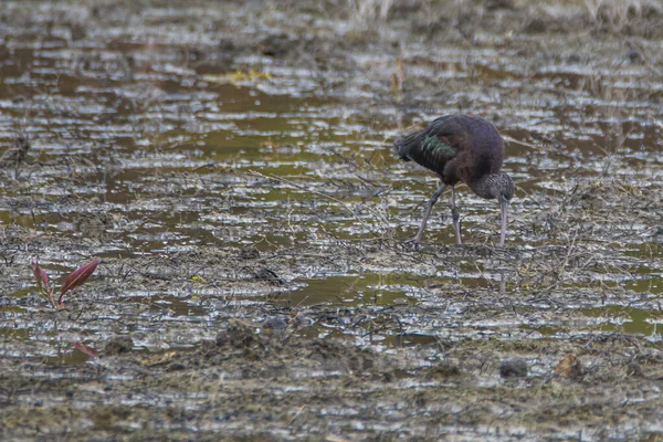 Glossy Ibis Plegadis Falcinellus Болотах Национального Парка Донана Андалусии Автономное — стоковое фото