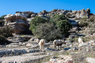 Torcal de Antequera Tabiat Parkı karstik manzara Avrupa'nın en etkileyici örneklerinden birini içerir. Bu doğal park Antequera yer alır. İspanya.