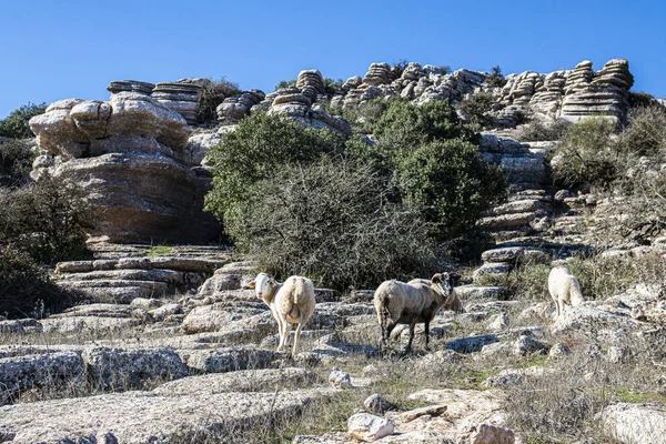 Torcal de Antequera Tabiat Parkı karstik manzara Avrupa'nın en etkileyici örneklerinden birini içerir. Bu doğal park Antequera yer alır. İspanya.