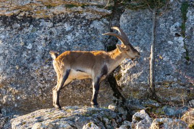 İspanya 'nın El Torcal de Antequera dağlarında İber dağ keçisi, Capra pyrenaica
