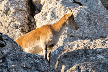 İspanya 'nın El Torcal de Antequera dağlarında İber dağ keçisi, Capra pyrenaica