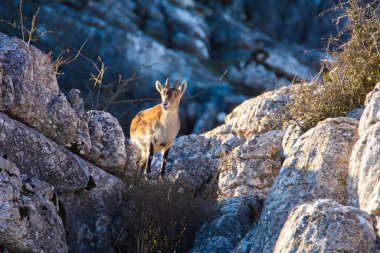İspanya 'nın El Torcal de Antequera dağlarında İber dağ keçisi, Capra pyrenaica