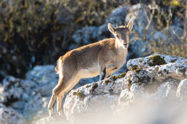 İspanya 'nın El Torcal de Antequera dağlarında İber dağ keçisi, Capra pyrenaica