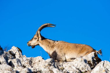 İspanya 'nın El Torcal de Antequera dağlarında İber dağ keçisi, Capra pyrenaica