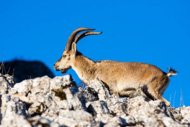 İspanya 'nın El Torcal de Antequera dağlarında İber dağ keçisi, Capra pyrenaica