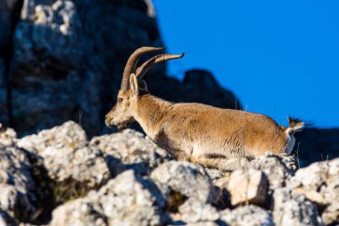 İspanya 'nın El Torcal de Antequera dağlarında İber dağ keçisi, Capra pyrenaica