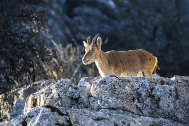 İspanya 'nın El Torcal de Antequera dağlarında İber dağ keçisi, Capra pyrenaica