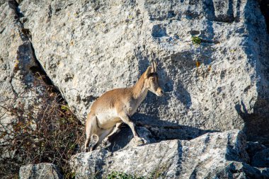 İspanya 'nın El Torcal de Antequera dağlarında İber dağ keçisi, Capra pyrenaica