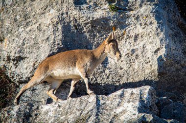 İspanya 'nın El Torcal de Antequera dağlarında İber dağ keçisi, Capra pyrenaica