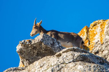 İspanya 'nın El Torcal de Antequera dağlarında İber dağ keçisi, Capra pyrenaica