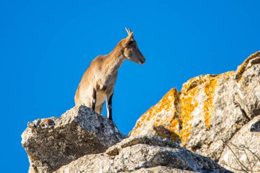 İspanya 'nın El Torcal de Antequera dağlarında İber dağ keçisi, Capra pyrenaica