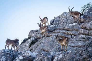 İspanya 'nın El Torcal de Antequera dağlarında İber dağ keçisi, Capra pyrenaica