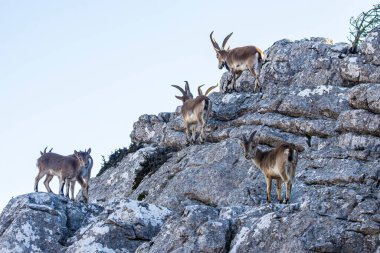 İspanya 'nın El Torcal de Antequera dağlarında İber dağ keçisi, Capra pyrenaica