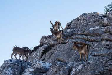 İspanya 'nın El Torcal de Antequera dağlarında İber dağ keçisi, Capra pyrenaica