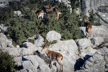 İspanya 'nın El Torcal de Antequera dağlarında İber dağ keçisi, Capra pyrenaica