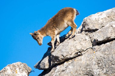 İspanya 'nın El Torcal de Antequera dağlarında İber dağ keçisi, Capra pyrenaica