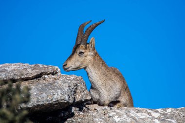 İspanya 'nın El Torcal de Antequera dağlarında İber dağ keçisi, Capra pyrenaica