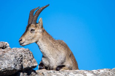 İspanya 'nın El Torcal de Antequera dağlarında İber dağ keçisi, Capra pyrenaica