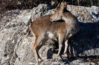 İspanya 'nın El Torcal de Antequera dağlarında İber dağ keçisi, Capra pyrenaica