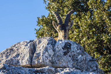 İspanya 'nın El Torcal de Antequera dağlarında İber dağ keçisi, Capra pyrenaica