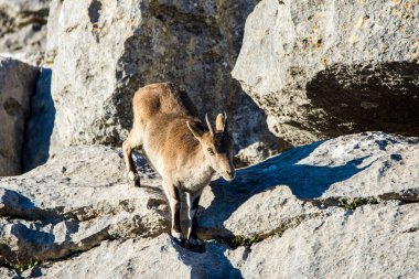 İspanya 'nın El Torcal de Antequera dağlarında İber dağ keçisi, Capra pyrenaica