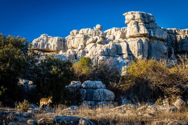 İspanya 'nın El Torcal de Antequera dağlarında İber dağ keçisi, Capra pyrenaica