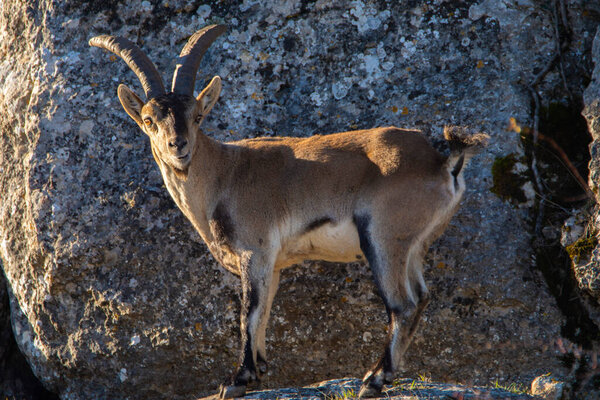Иберийская косуля, Капра-Пиренаика, в горах El Torcal de Antequera, Испания