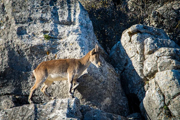 Iberian Ibex Capra Pyrenaica Mountains Torcal Antequera Spain — Stock Photo, Image