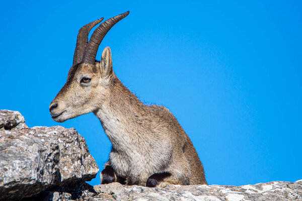 Иберийская косуля, Капра-Пиренаика, в горах El Torcal de Antequera, Испания