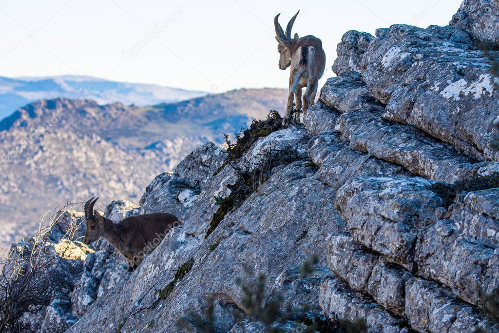 A Iberian ibex, Capra pyrenaica, in mountains El Torcal de Antequera, Spain