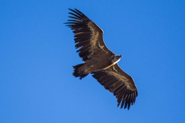 Kara bir akbaba, Aegypius monachus, İspanya 'da uçuyor, Andlusia