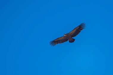 Kara bir akbaba, Aegypius monachus, İspanya 'da uçuyor, Andlusia