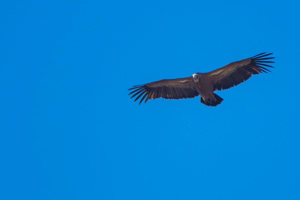 Black Vulture Aegypius Monachus Flight Andlusia Spain — Stock Photo, Image
