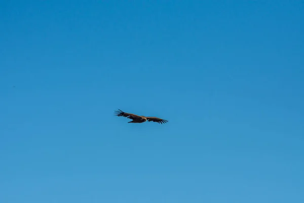 Black Vulture Aegypius Monachus Flight Andlusia Spain — Stock Photo, Image