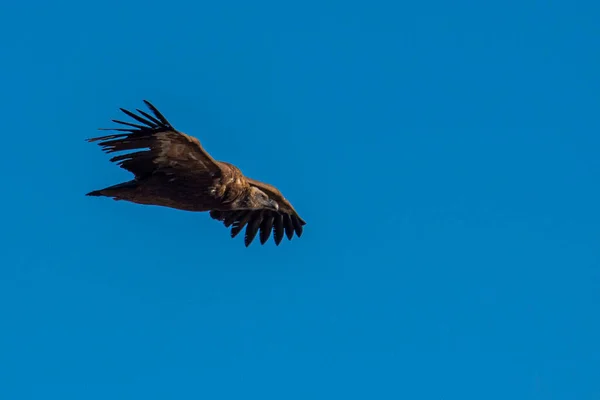 Black Vulture Aegypius Monachus Flight Andlusia Spain — Stock Photo, Image
