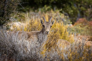 IBERIAN IBEX, Capra pyrenaica, Granada 'nın Maro Cerro Gordo şehrinde Avrupa' nın Endülüs bölgesinde bir uçurum üzerinde