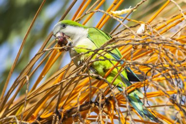 Keşiş papağanı, Quaker papağanı, Malaga 'da bir ağaç dalında.